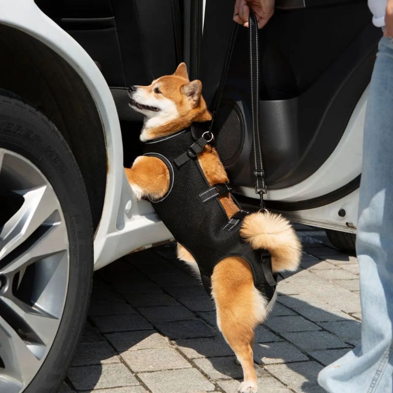 Peitoral de Suporte Ortopédico para Cães