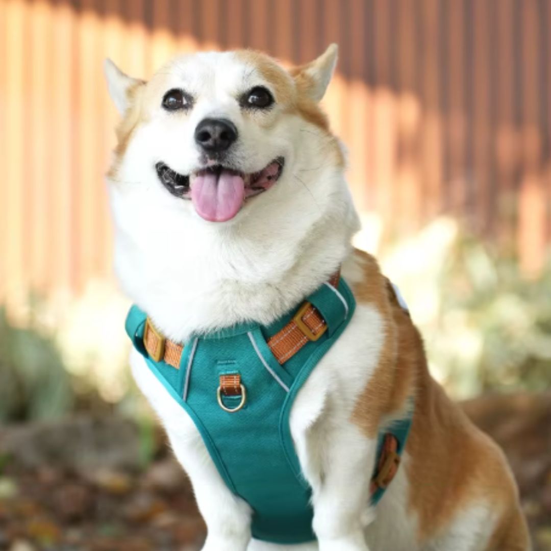 Coleira Peitoral Antipuxão para Cães