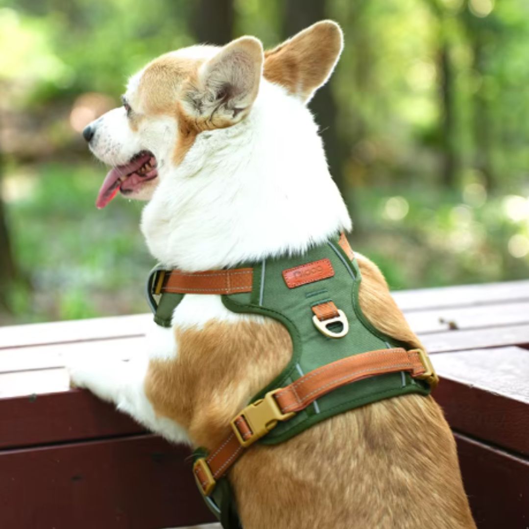 Coleira Peitoral Antipuxão para Cães