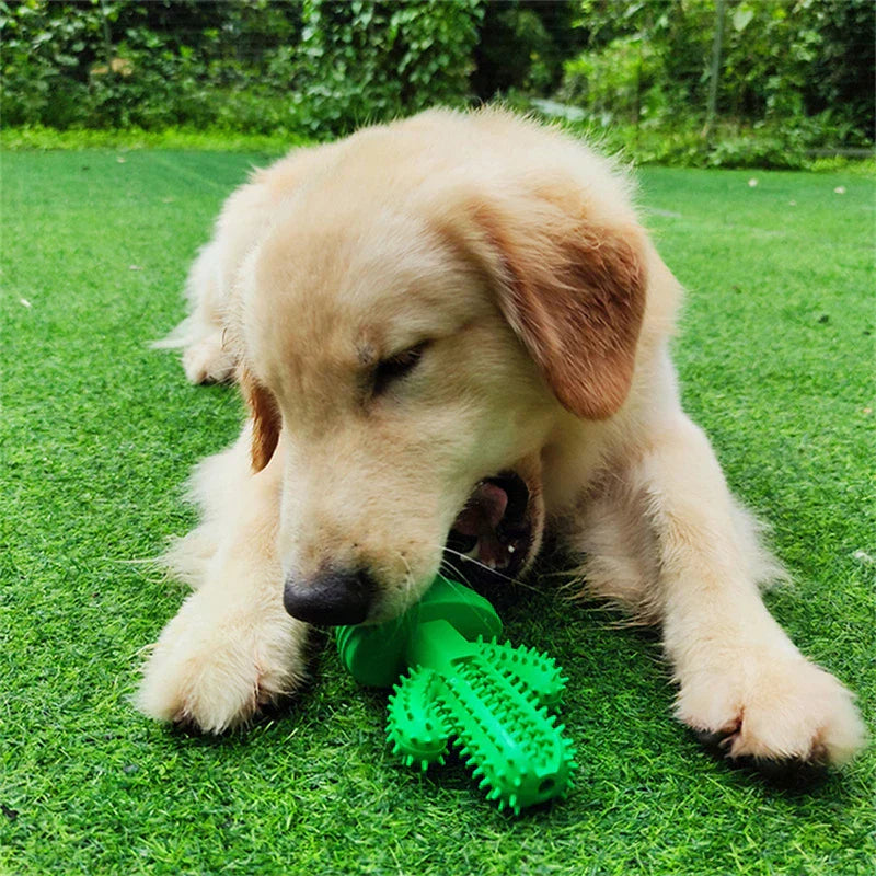 Cacto Mordedor Limpa Dente para Cão