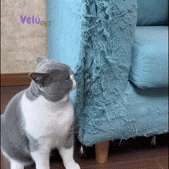 Carpete Arranhador para Gatos