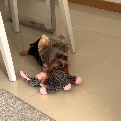 Brinquedo ZigZag com Apito para Pets