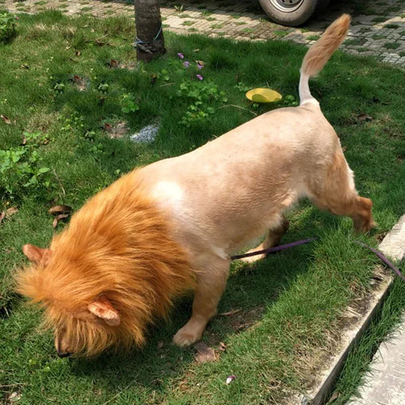 Fantasia de Juba de Leão para Cães e Gatos