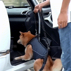 Peitoral de Suporte Ortopédico para Cães