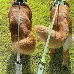 Coleira com Guia Embutida para Pets