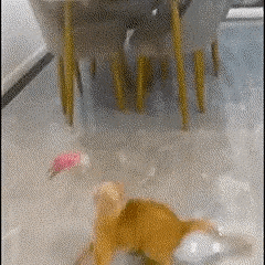 Brinquedo Coleira Pega-Pena para Gatos