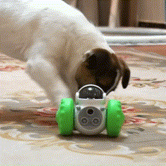 Brinquedo Dispenser de Petiscos Robô para Pets