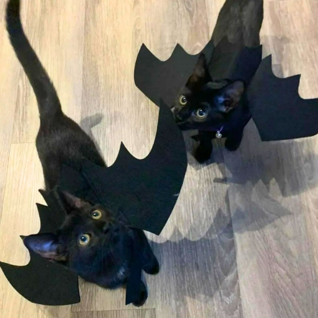 Fantasia de Asas de Morcego para Pets
