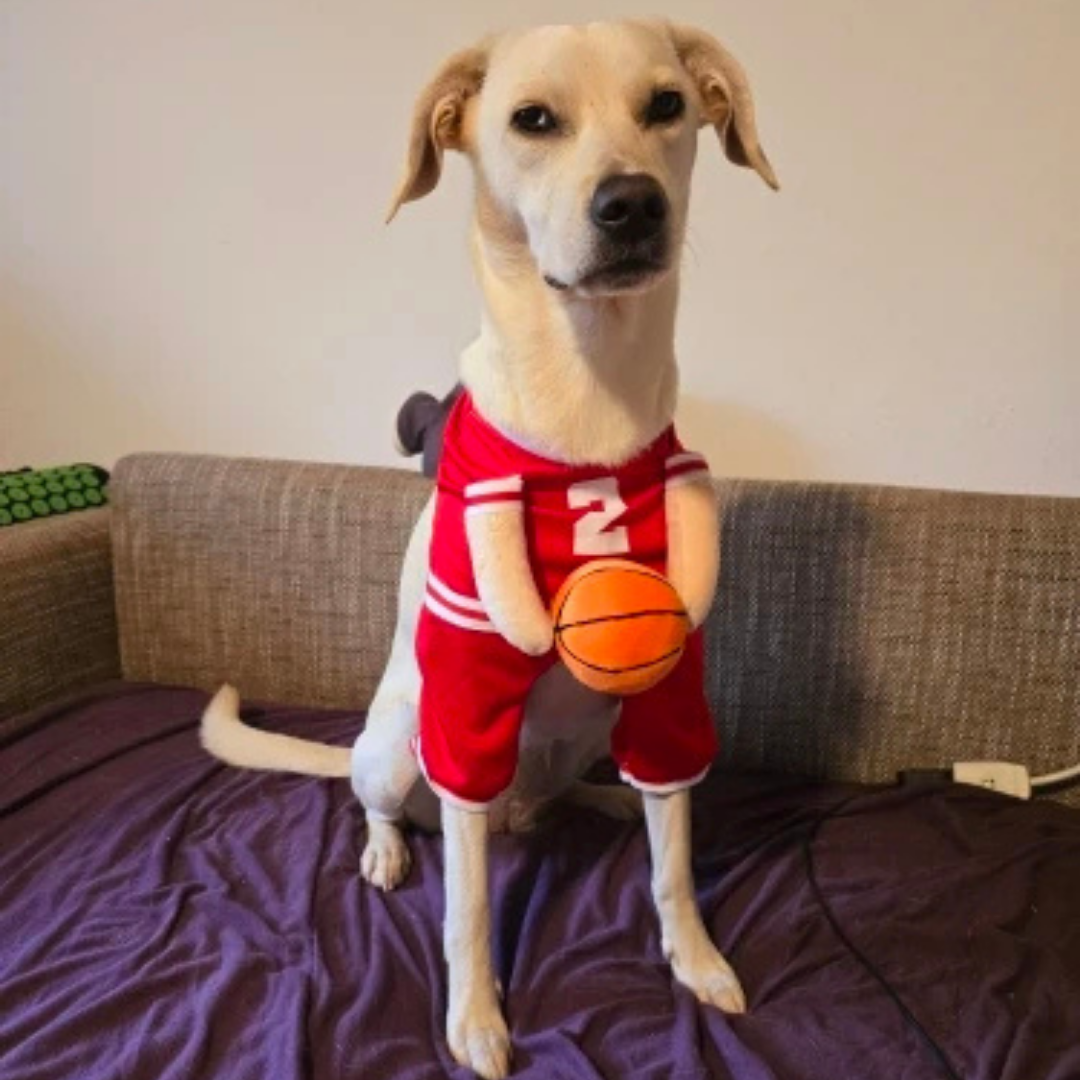 Fantasia Uniforme de Basquete para Cães e Gatos