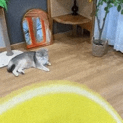 Tapete Arranhador para Gatos