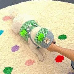 Boné e Peitoral de Luxo para Pets