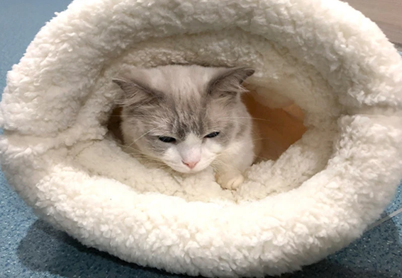 Saquinho de Dormir Confortável para Gatos
